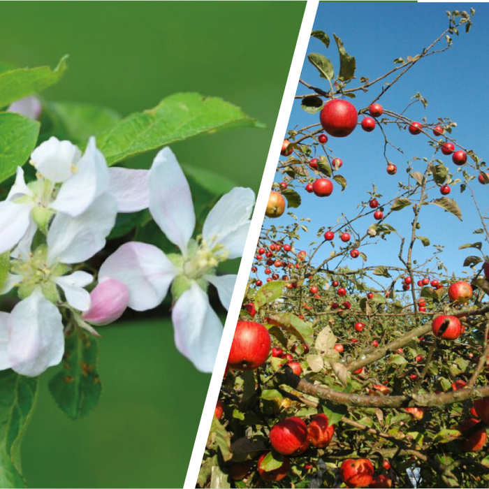 Farma Aronie - kontakt :: mastrebonsko-produkty.cz